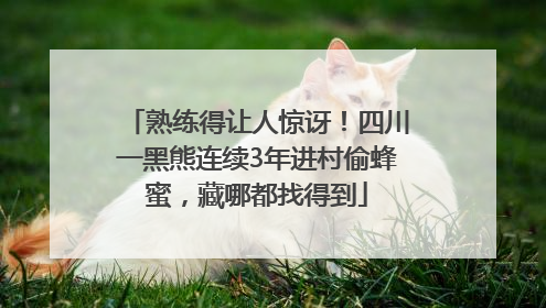 熟练得让人惊讶！四川一黑熊连续3年进村偷蜂蜜，藏哪都找得到