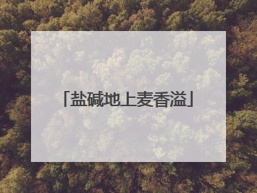 盐碱地上麦香溢