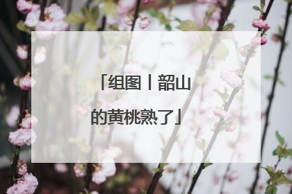 组图丨韶山的黄桃熟了