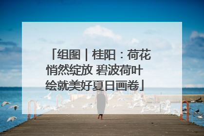 组图｜桂阳：荷花悄然绽放 碧波荷叶绘就美好夏日画卷