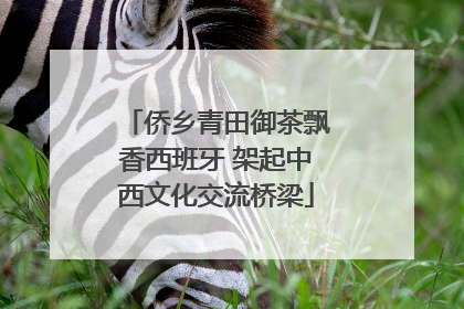 侨乡青田御茶飘香西班牙 架起中西文化交流桥梁