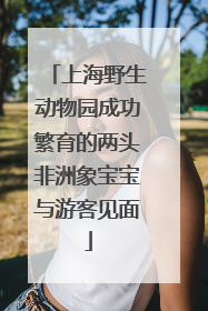 上海野生动物园成功繁育的两头非洲象宝宝与游客见面