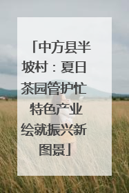 中方县半坡村：夏日茶园管护忙 特色产业绘就振兴新图景