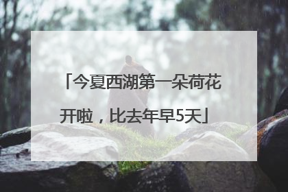 今夏西湖第一朵荷花开啦，比去年早5天