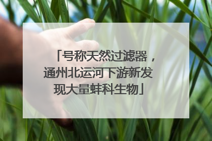 号称天然过滤器，通州北运河下游新发现大量蚌科生物