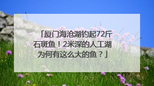 厦门海沧湖钓起72斤石斑鱼！2米深的人工湖为何有这么大的鱼？
