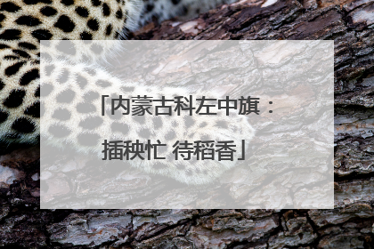 内蒙古科左中旗：插秧忙 待稻香