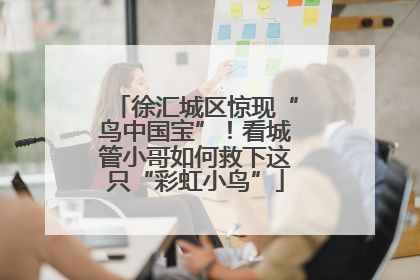 徐汇城区惊现“鸟中国宝”！看城管小哥如何救下这只“彩虹小鸟”
