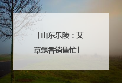 山东乐陵：艾草飘香销售忙