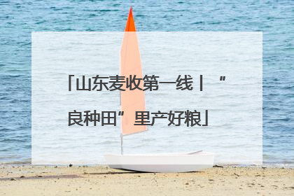山东麦收第一线丨“良种田”里产好粮