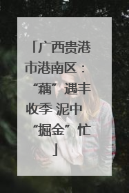 广西贵港市港南区：“藕”遇丰收季 泥中“掘金”忙