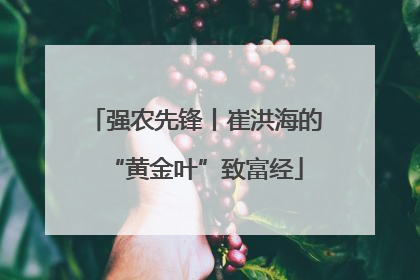强农先锋丨崔洪海的“黄金叶”致富经