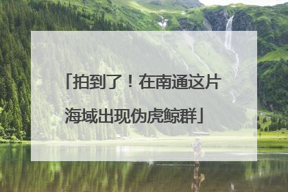 拍到了！在南通这片海域出现伪虎鲸群
