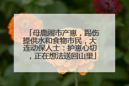 母鹿闹市产崽，踢伤提供水和食物市民，大连动保人士：护崽心切，正在想法送回山里