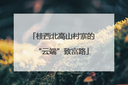 桂西北高山村寨的“云端”致富路