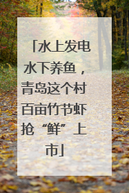 水上发电水下养鱼，青岛这个村百亩竹节虾抢“鲜”上市