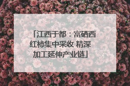 江西于都：富硒西红柿集中采收 精深加工延伸产业链