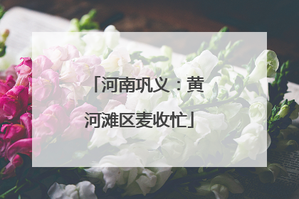 河南巩义：黄河滩区麦收忙
