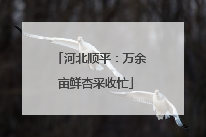 河北顺平：万余亩鲜杏采收忙
