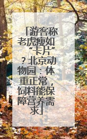 游客称老虎瘦如“卡片”？北京动物园：体重正常，饲料能保障营养需求