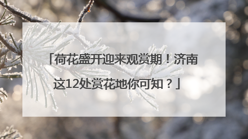 荷花盛开迎来观赏期！济南这12处赏花地你可知？