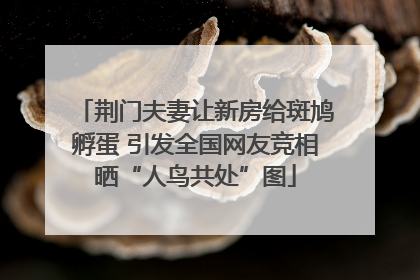 荆门夫妻让新房给斑鸠孵蛋 引发全国网友竞相晒“人鸟共处”图