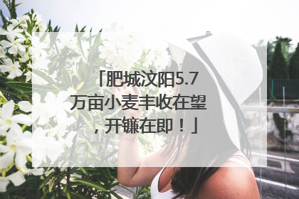 肥城汶阳5.7万亩小麦丰收在望，开镰在即！