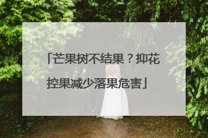 芒果树不结果？抑花控果减少落果危害