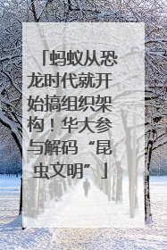 蚂蚁从恐龙时代就开始搞组织架构！华大参与解码“昆虫文明”