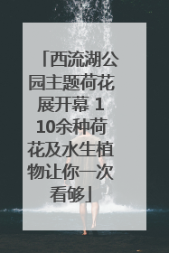 西流湖公园主题荷花展开幕 110余种荷花及水生植物让你一次看够