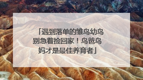 遇到落单的雏鸟幼鸟别急着捡回家！鸟爸鸟妈才是最佳养育者